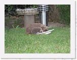 Egels in de tuin 013 * 3648 x 2736 * (5.97MB)